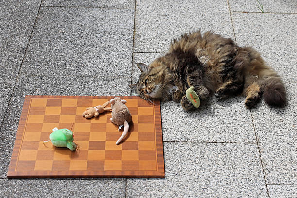 Funny photo of a Norwegian Forest Cat thinking about its next move