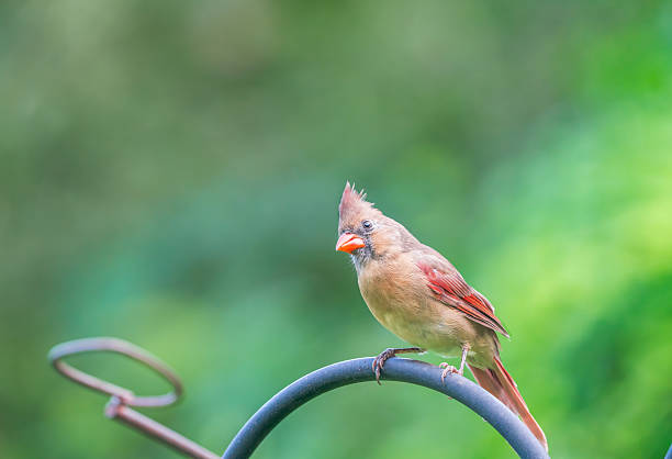 istock Northern Cardinal Female (Cardinalis cardinalis) Florida, USA 2232428613