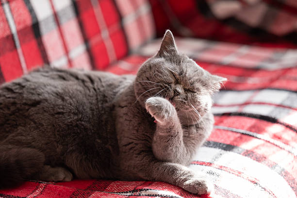 A gray British Shorthair cat lies on a checkered blanket, grooming itself in the sun
