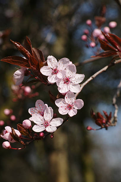 istock Prunus cerasifera 'Pissardii' (Cherry Plum 'Pissardii') 2232430268