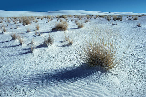 A close-up photograph of some of the dried plants and gypsum sand in White Sands National Park
