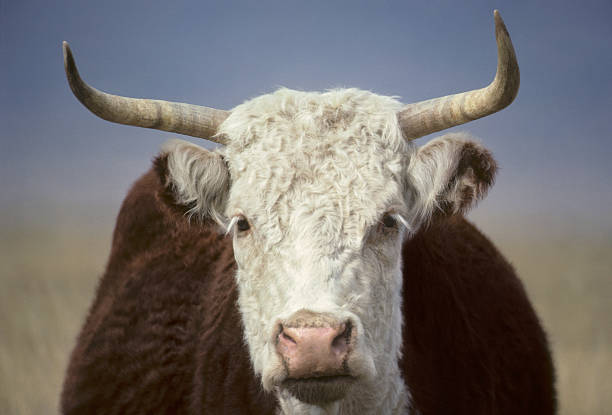 istock Horned Cow/Heifer/Bulll 2232430911