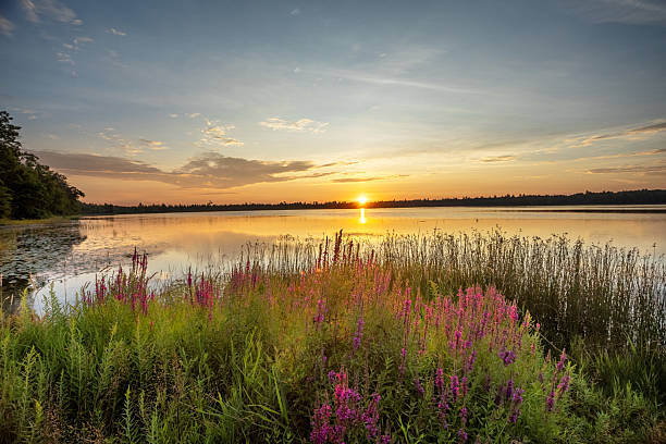 istock Marl Lake Purple Loose leaf Sunrise 2232431123