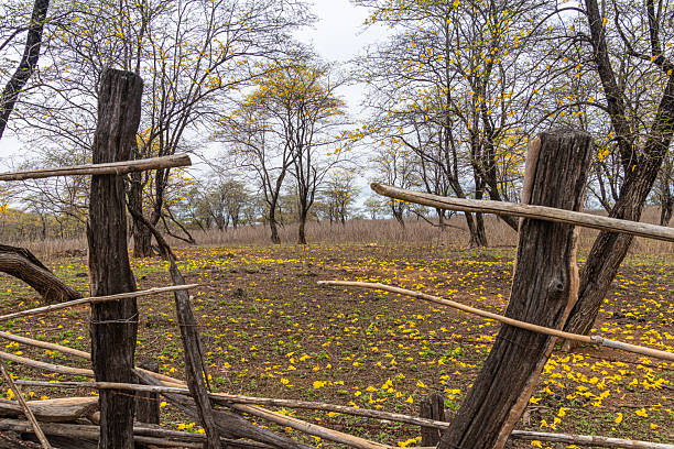 istock Blooming dry forest in southern Ecuador 2232431166