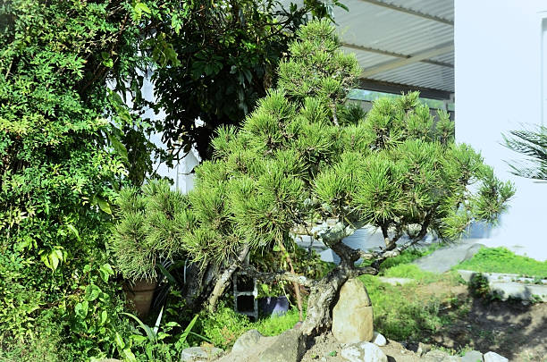 A pine bonsai decorating the backyard garden