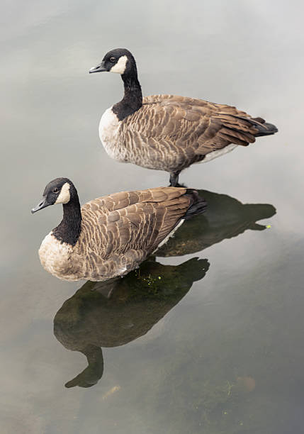 istock two Canada Geese (Branta canadensis) with 
prominently standing on small submerged mound creating a reflection on the water. 2232435226