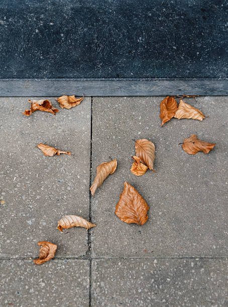 istock Autumn leaves twisted on the asphalt after falling 2232435472