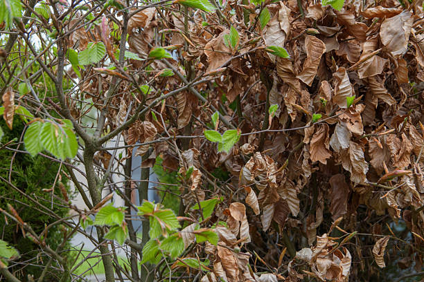 istock Spring change in leaf color in copper beech fagus silvatica atropurpurea 2232435489
