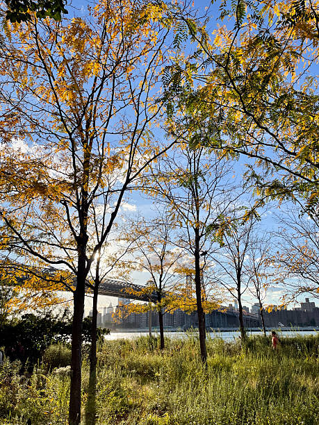 istock Brooklyn Bridge from Dumbo Park at golden hour 2232436040