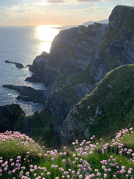 istock Sunset at Kerry Cliffs with Wildflowers, Ireland 2232436339