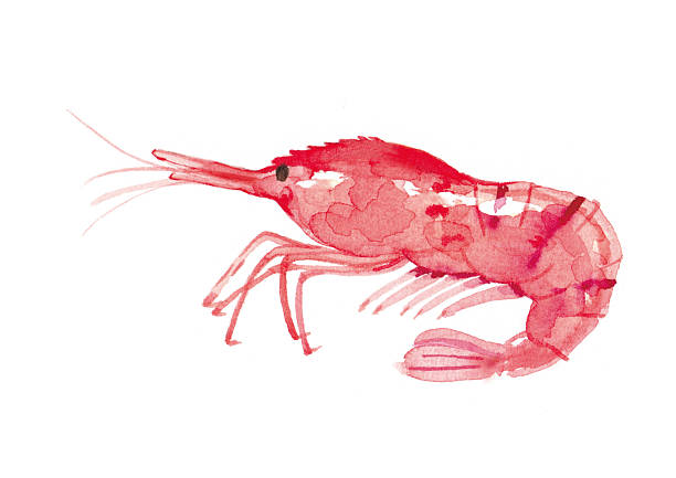 istock Watercolour illustration of a prawn on white background. 2232437955