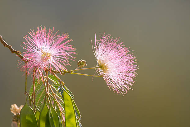 Golden Wattle, Acacia Longifolia or Long-Leaved Wattle in Bloom, background with copy space, full frame horizontal composition