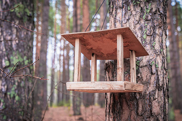 istock Wooden bird feeder hangs from a tree in a tranquil forest during autumn, perfect for nature walks in October and November 2232438131