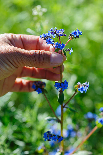 Myosotis scorpioides true or water forget-me-not