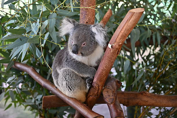 istock The Wild Animals of Perth WA 2232440485