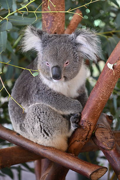 istock The Wild Animals of Perth WA 2232440488