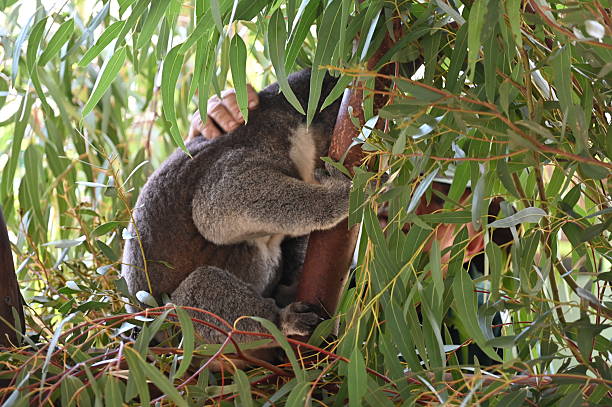 istock The Wild Animals of Perth WA 2232440491