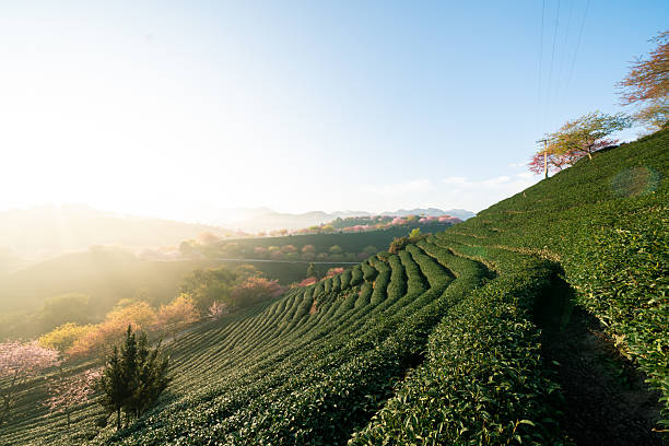 istock Chinese garden-style tea garden 2232441511