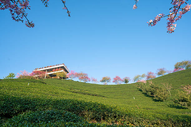 China is the birthplace of all teas, with a wide range of categories from fresh green tea to mellow black tea; Its flavor is as varied as wine due to craftsmanship; It is also a cultural experience that focuses on sharing and slow taste.