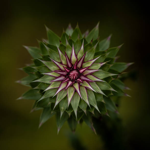 Thistle Bud On The Verge Of Opening with symmetrical leaves