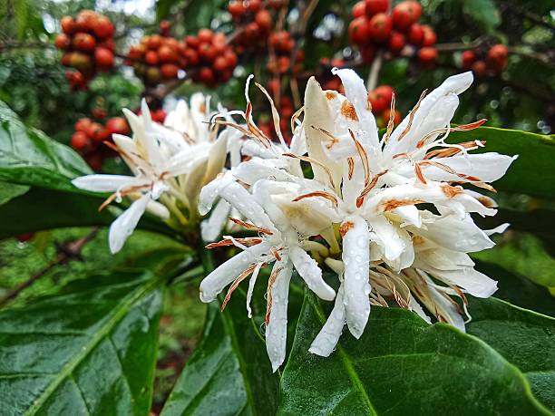 istock Coffeea liberica flower 2232441984