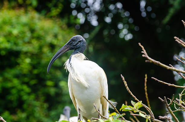 A Black headed Ibis s nesting in the Ranganathittu Bird Sanctuary
