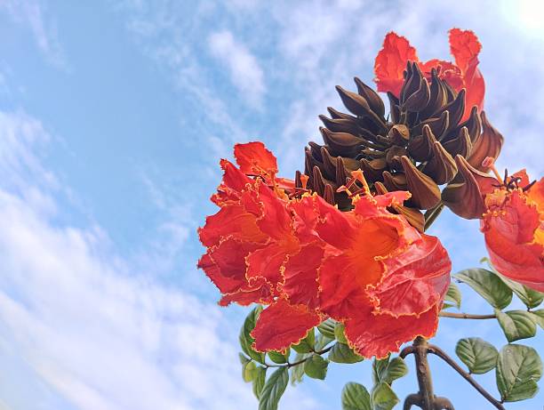 African tulip flower (Spathodea campanulata) with blue sky background, Copy space