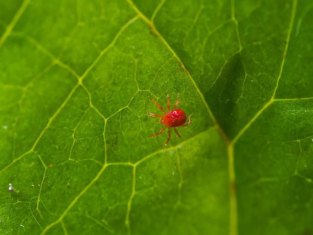 istock Red velvet mite in natural environment 2232445510