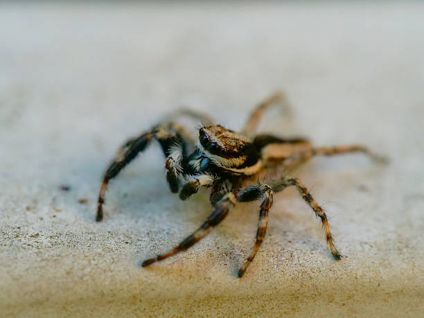 istock Macrophotography of a black and white jumping spider 2232445541