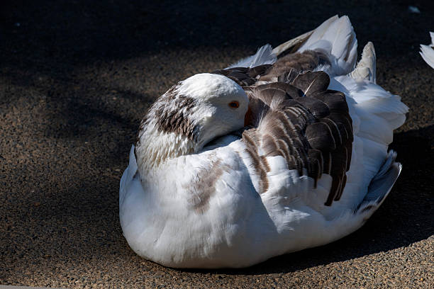 Close -up of a Domestic goose sp. (Domestic type) Anser sp. (Domestic type) at a Wildlife Park in Sydney, New South Wales, Australia. (Photo by Tara Chand Malhotra)