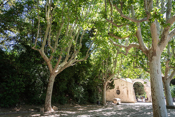istock Les Alyscamps burial ground, Arles 2232449840