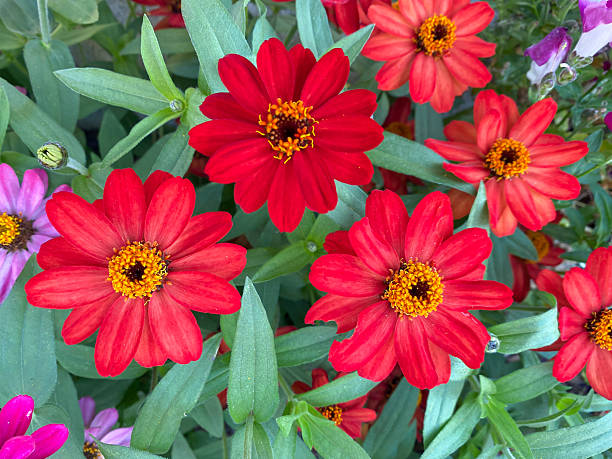 istock Field multicolored, red, flowers close-up. Garden concept 2232449962