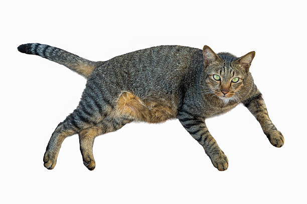istock Dragon Li Cat with striking green eyes resting on white background 2232455043