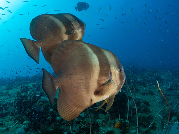 istock Batfish on Yongala,  Great Barrier Reef 2232455795