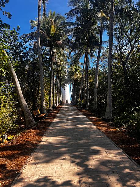 istock Palm alley with lighthouse 2232456254