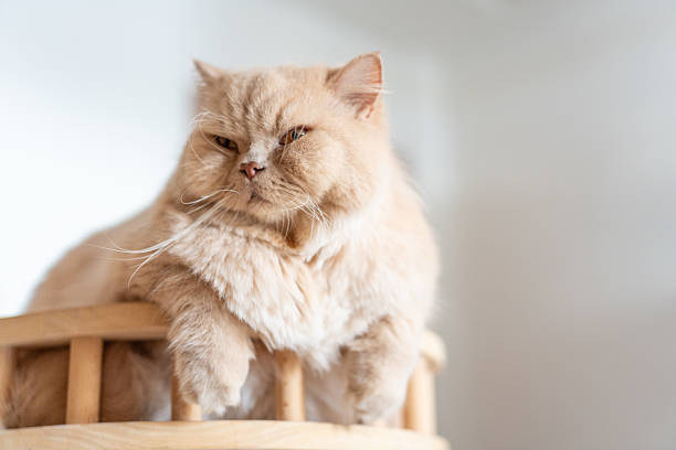 istock British long-haired cat lying on the pet cat climbing frame to bask in the sun 2232456504