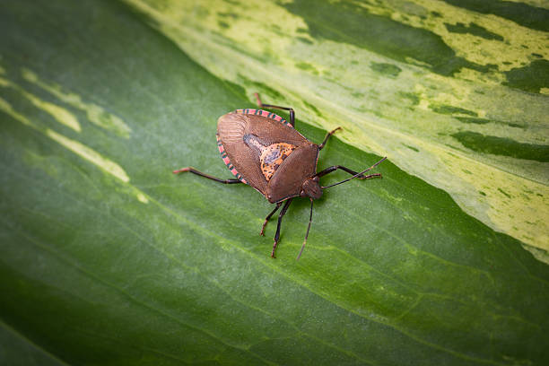 Stink Bug found in tropical climates eaten in some Asian countries, Also having a strange smell when crushed Asia