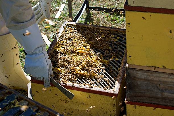istock Close-Up of Beekeeper Working on an Open Beehive 2232458401