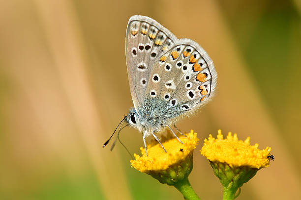 istock common blue, butterfly on a tansy flower 2232458535