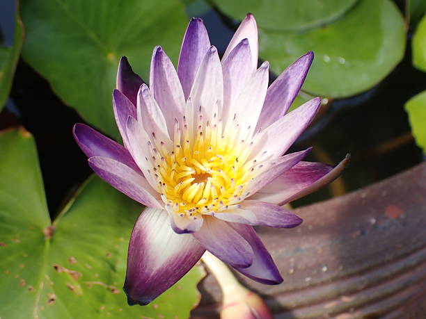 istock Tropical water lily in Thailand. 2232460247
