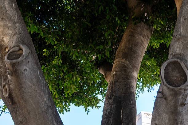 Close-up view of large ficus tree branches creating an organic pattern. Natural design, strength, resilience, wood texture and lush green leaves for eco, botanical and abstract nature concepts.