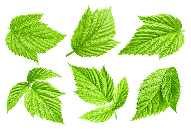istock Raspberries leaves isolated on a white background Clipping Path 2232463571