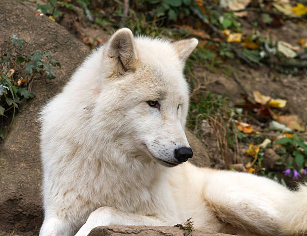 istock Resting arctic wolf with white fur outdoors 2232464305
