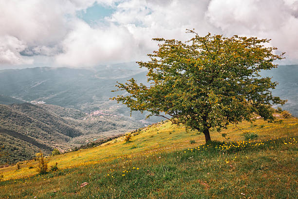 Ligurian countryside with a solitary tree in the foreground, flowery meadow and mountains covered by clouds.