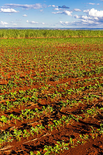 Soybean plantation in Brazil. Rows of young plants show agricultural potential with fertile soil.