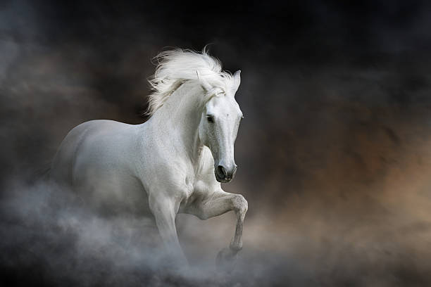 istock White horse with long mane free run 2232464947