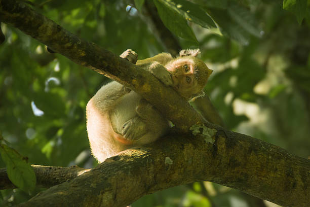An adorable crab-eating macaque (Macaca fascicularis) sitting on a trunk, also known as the long-tailed macaque or cynomolgus monkey, a monkey species commonly found in Indonesia