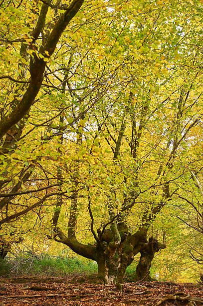 istock Majestic beech tree with golden autumn leaves in a forest 2232465211
