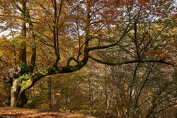 Sunlight filtering through golden leaves on a large beech tree with unusual, crooked branches in a tranquil autumn forest