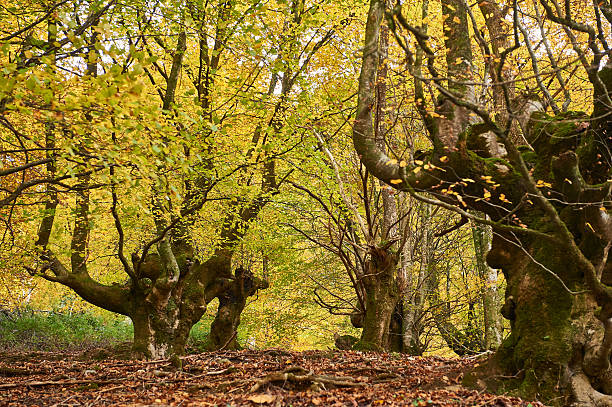 istock Mossy beech trees creating a golden tunnel in autumn forest 2232465317